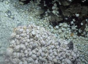 Des communautés de crabes Yéti au niveau des sources hydrothermales dans l'océan Antarctique © NERC National Environment Research Council