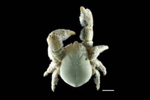Un crabe "Yéti Kiwa tyleri". Les pattes de ce mâle sont entièrement couvertes de bactéries, sa principale source de nourriture © NERC National Environment Research Council