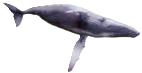Rorqual commun