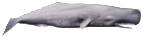 Grand cachalot