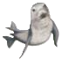 Eléphant de mer septentrional