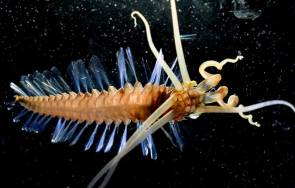 Le ver calmar des Sama "Samae Teuthidodrilus" © Laurence Madin/ Woods Hole Oceanographic Institution
