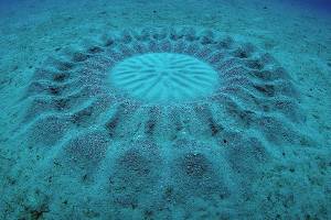Ce poisson-globe dessine des cercles sur le sable avec ses nageoires et son corps © Yoji Okata