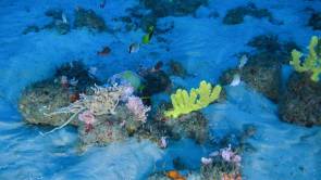 Un récif corallien découvert là où l'Amazone se jette dans l'océan Atlantique © Greenpeace