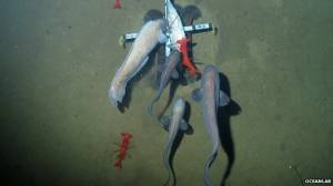Abadèches photographiés dans la fosse des Nouvelles-Hébrides à 7000 de profondeur © Oceanlab