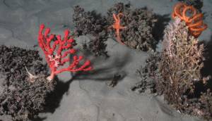 A 1 545 m de profondeur, dans le canyon de Lampaul (golfe de Gascogne), des coraux d’eau froide ("Solenosmilia variabilis") fournissent un habitat pour des gorgones, des ophiures et des étoiles de mer. © Ifremer - BobEco 2011