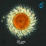 Vu de dessus, Strobilidium ressemble à un tournesol © Alfred Wegener Institute for Polar and Marine Research