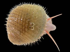 Les biologistes peuvent dorénavant différencier les 3 escargots du genre Alviniconcha : A. kojimai, A. boucheti et A. strummeri © Ifremer - Florence Pradillon