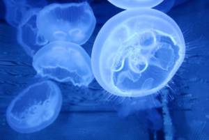Les méduses sont parmi les plus grands organismes du zooplancton © La Cité de la Mer - Frédéric Bassemayousse