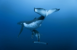 Baleine a bosse et baleineau © Roberto Rinaldi