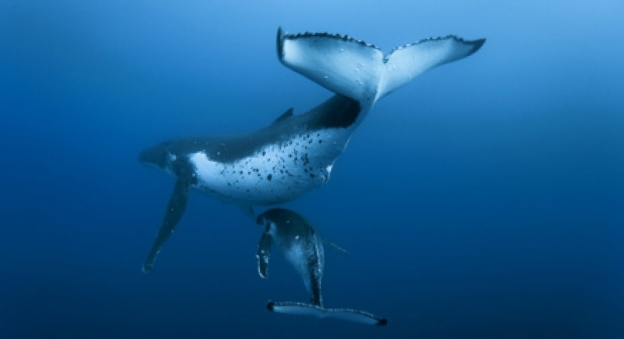 Baleine a bosse et baleineau © Roberto Rinaldi