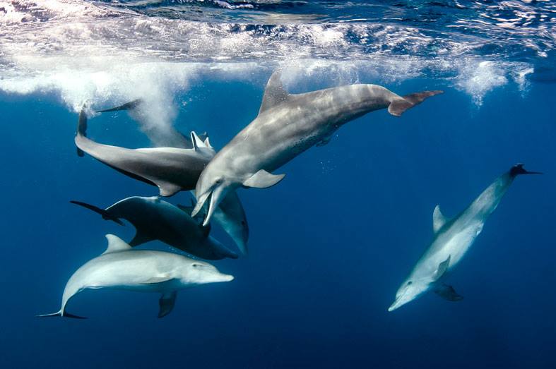 Baleine d'Argent photo FISMR 2016 - Cédric Péneau