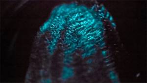 Bioluminescence d'un cténophore à 30 mètres de profondeur dans l'océan Arctique © Stuart Thomson/University of Delaware