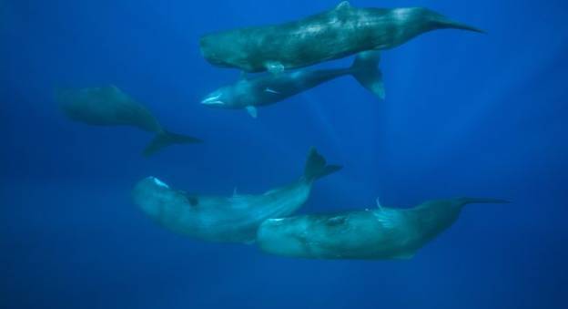 Grands cachalots évoluant en Mer des Caraïbes © Biosphoto / Reinhard Dirscherl