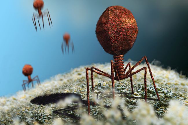 Virus (illustration 3D) © SPL - Science Photo Library / Karsten Schneider / Biosphoto 