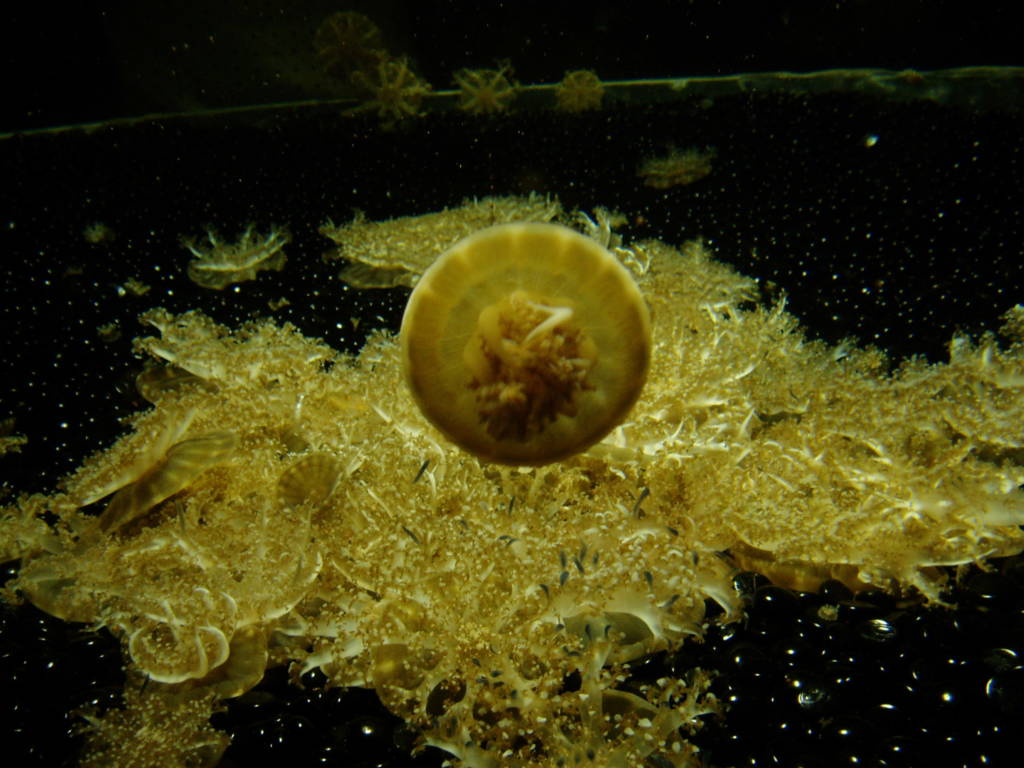 Les cellules urticantes de la méduse Cassiopea xamachana sont microscopiques (100-550 μm de diamètre) ©Monterey Aquarium