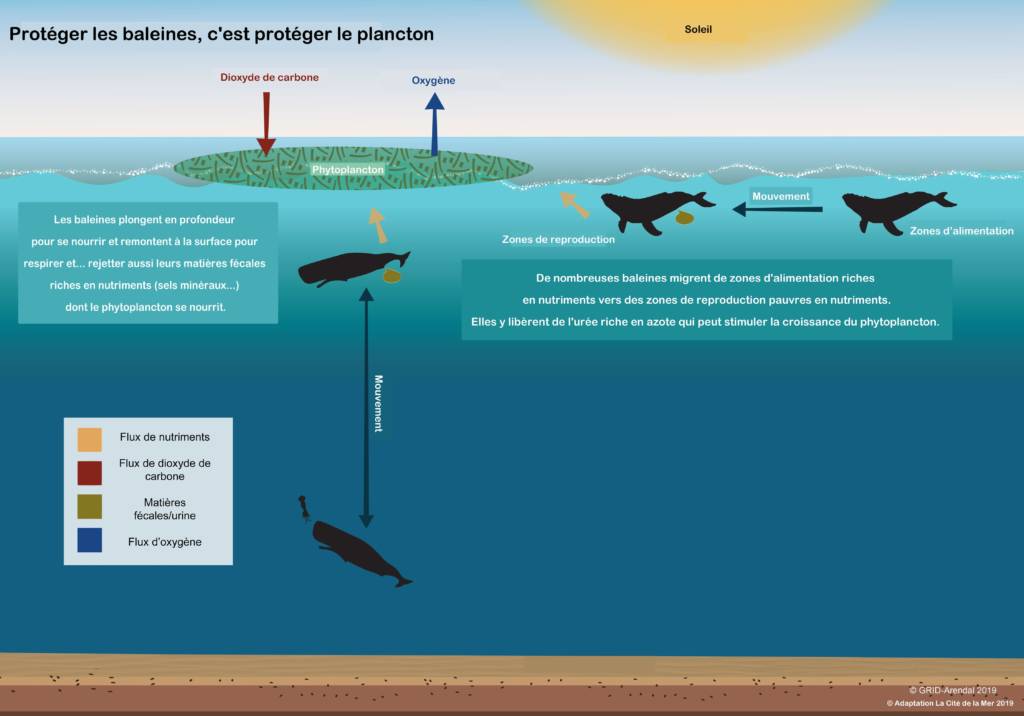 Protéger les baleines c'est protéger le plancton © GRID-Arendal 2019/Adaptation La Cité de la Mer