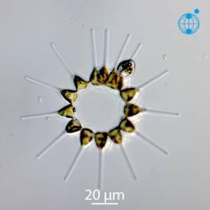 Asterionellopsis glacialis, qui vit en colonie, forme une étoile © Alfred Wegener Institute for Polar and Marine Research