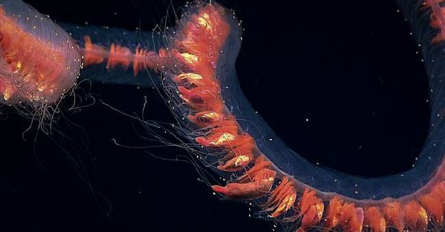 Le siphonophore est composé de plusieurs zoïdes © NOAA - Creative Commons