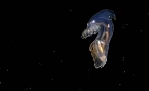 Concombre de mer © NOAA