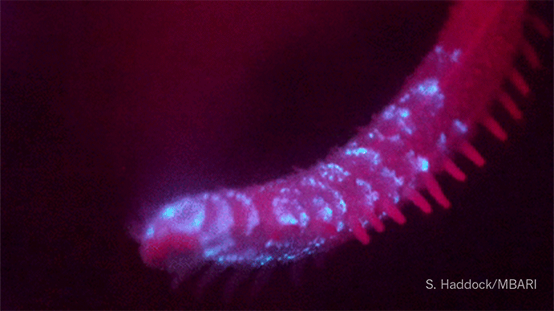 Bioluminescence observée chez Pannychia moseleyi (concombre de mer) © S. Haddock – MBARI