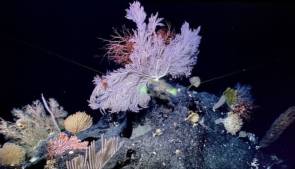 Des gorgones, des coraux noirs mais aussi des éponges et des crustacés décapodes s'épanouissent ainsi au cœur de ce "jardin" multicolore. © Photo Xinhua