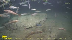 Des populations denses de poissons ont été observées aux abords des encroûtements carbonatés. © Ifremer-Total, Gazcogne, ROV Victor 6000