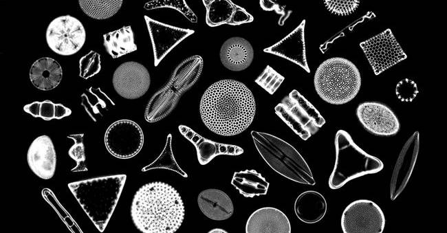 Espèces de diatomées © FLICKR_Pali Nalu