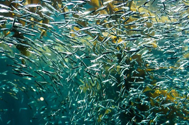 33% des stocks de poissons sont classés comme surexploités ©Parpixaoppa - Pixabay
