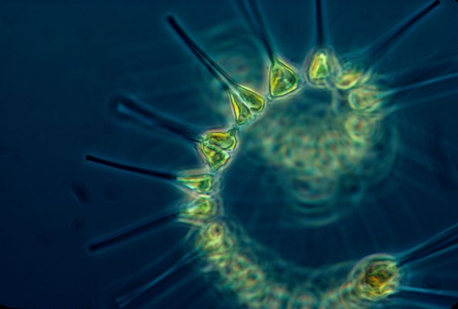 Phytoplancton © NOAA MESA Project