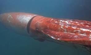 Un calmar géant filmé au Japon © Diving Shop Kaiyu