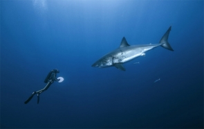 Rencontre entre le grand requin blanc et le plongeur François Sarano © Pascal Kobeh / Galatée Films