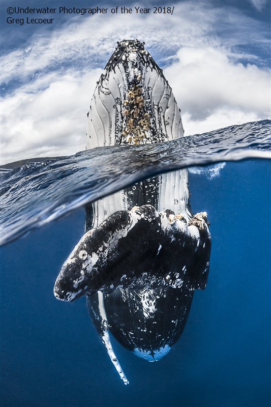 Humpback whale spy hopping © Greg Lecoeur/UPY 2018 - Wide angle winner