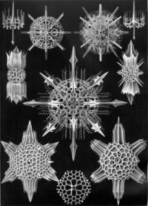 Planche intitulée Acanthophracta © Ernst Haeckel — Kunstformen der Natur (1904)