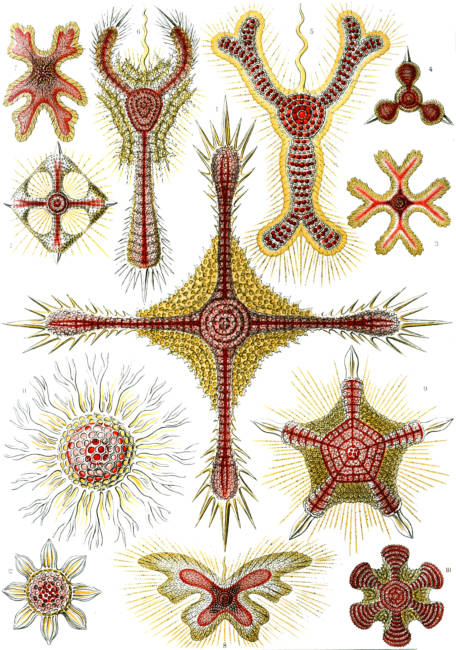 Discoidea © Ernst Haeckel - Kunstformen der Natur (1904)