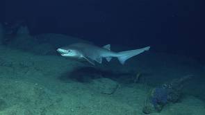 Requin griset Hexanchus griseus © NOAA Ocean Explorer