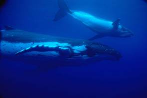 Baleine à bosse © Malcolm Francis NIWA