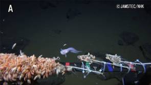 Nouveau record du poisson le plus profond au monde © JAMSTEC/NHK