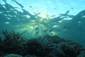 Récif coralien ©Jonathan_Lancelot
