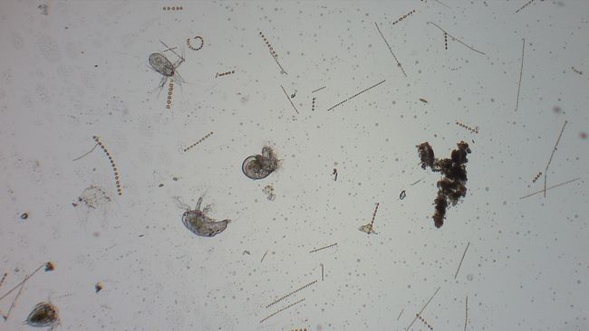 Observation de plancton au microscope © La Cité de la Mer