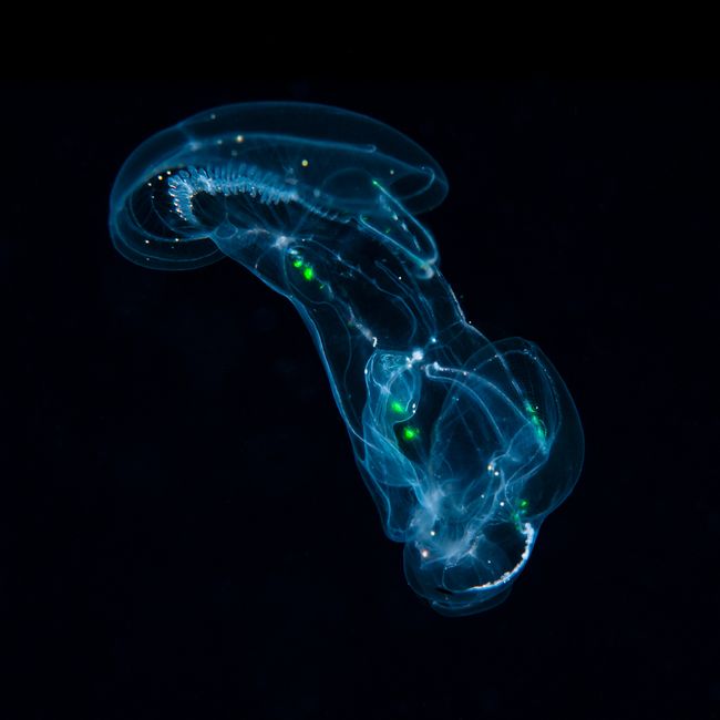 Ctenophore, Ocyropsis maculata immaculata © Linda Ianniello