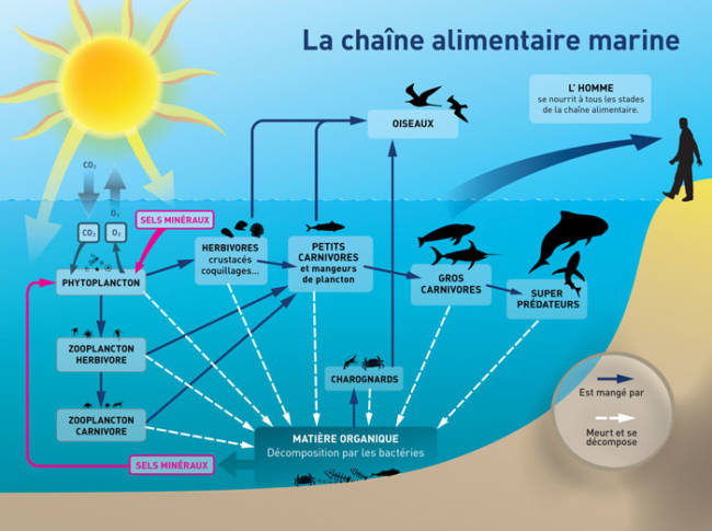 La chaîne alimentaire marine © Plancton du Monde – Géraldine Jublin