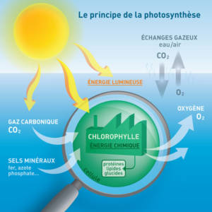 Principe de la photosynthèse © Plancton du Monde – Géraldine Jublin
