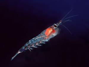Le krill atlantique