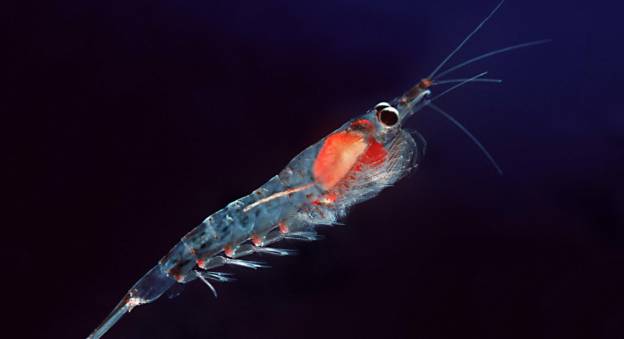 Krill atlantique © CC Uwe Kils