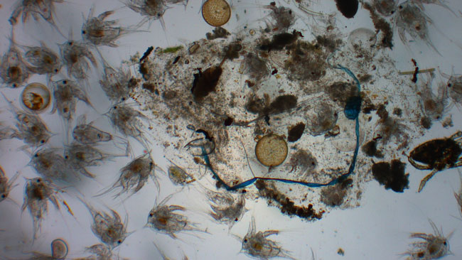 Microplastique (bleu) parmi le plancton (grossissement x40) ©La Cité de la Mer