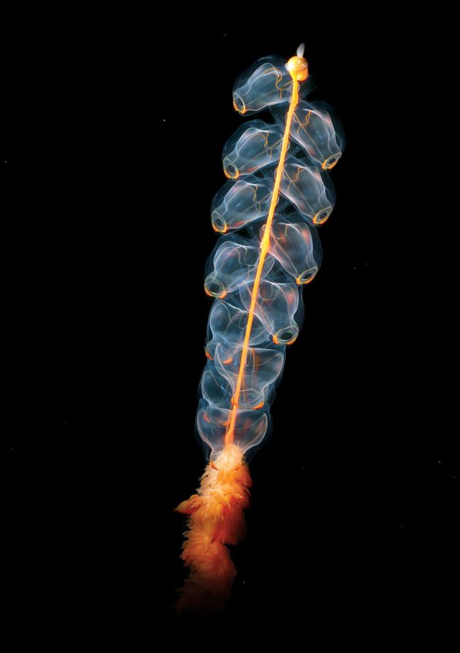 Marrus orthocanna, espèce de siphonophore dont on voit bien les cloches natatoires © NOAA - Creative Commons