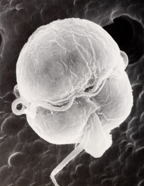 Le phytoplancton toxique Pfiesteria piscicida colonise les microplastiques © UNC Sea Grant College Program