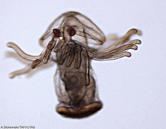 Une larve de phoronide ©Wikimedia commons