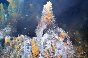 Sources hydrothermales sur la ride médio-atlantique (TAG et Snake Pit) © Ifremer-Biscose 2Sources hydrothermales sur la ride médio-atlantique (TAG et Snake Pit) © Ifremer-Biscose 2